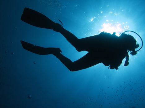 Underwater diver in back-light.