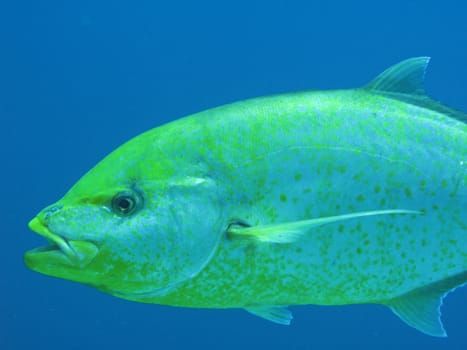 Carangide fish.
Shot captured in the wild - Red Sea.