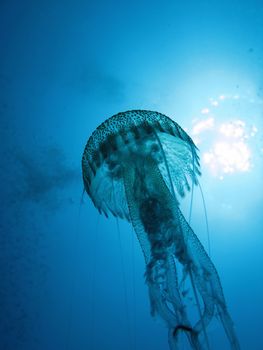 A “Nocticula Pelagia” Jellyfish backlight. Shotted in the wild.