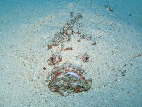 A Stone Fish under the sand.
Shot captured in the wild - Red Sea.