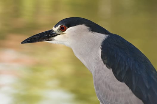 Tropical bird in the Dominican Republic: Black Crowned Night Heron.