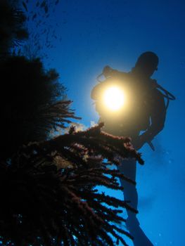 Diver over Red Gorgonia (“Paramunicea Clavata”).