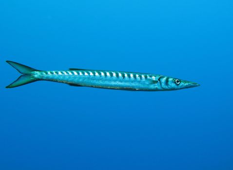 Barracuda fish in open water. Picture taken in the wild, no aquarium.