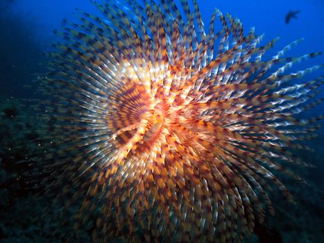 Spirographus ("Sabella Spallanzanii").
Shot in the wild, no aquarium, Mediterranean Sea.