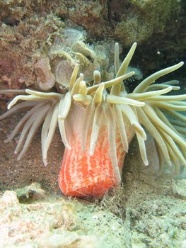 Sea Anemone. Taken in the wild, no aquarium.