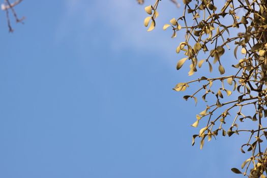 Close-up of a bunch of mistletoe (Viscum album), on a clear blue sky background