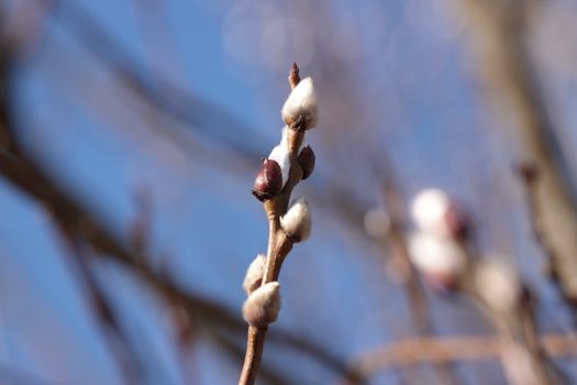 Twigs of willow with catkins on a clear sky background - easter symbol