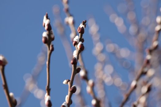 Twigs of willow with catkins on a clear sky background - easter symbol