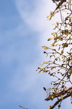 Close-up of a bunch of mistletoe (Viscum album), on a clear blue sky background
