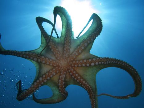 Octopus Tentacles (“Octopus Vulgaris”) and sun rays.