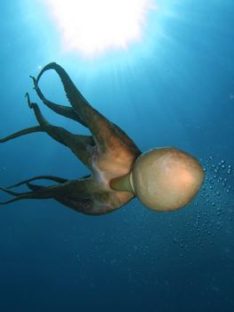 An Octopus (“Octopus Vulgaris”) in the open water.