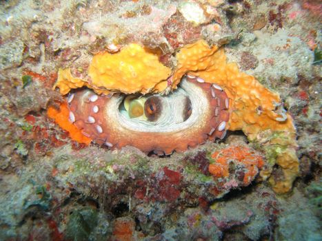 An “Octopus Vulgaris” in its hole.