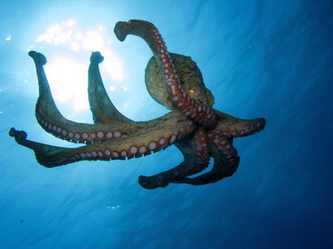 An Octopus (“Octopus Vulgaris”) in open water.