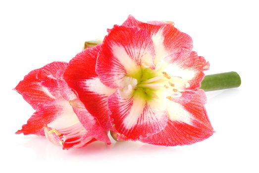 Red amaryllis on a white background.