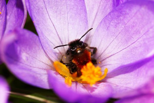 Insect in the heart of a crocus, looking at the camera.