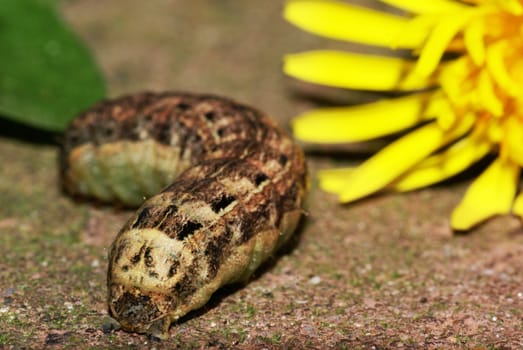 Large caterpillar with part of a dandelion.