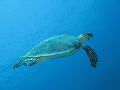 A marine turtle, "caretta caretta".
Shot captured in the wild - Red Sea.