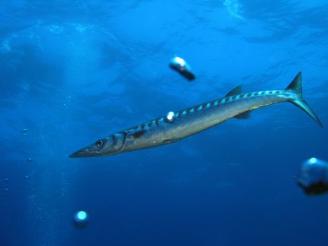 Barracuda fish. shothed in the wild.