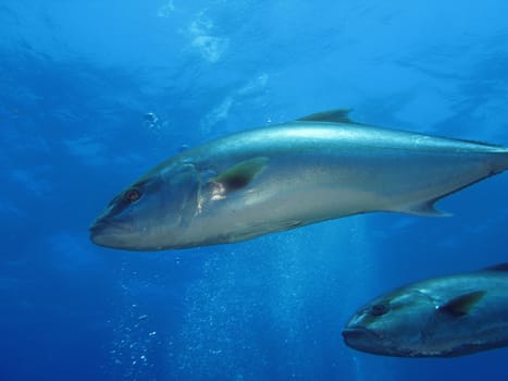 A” Seriola dumerili” fish (“Ricciola”, “Leccia”)
Shoted in the wild.