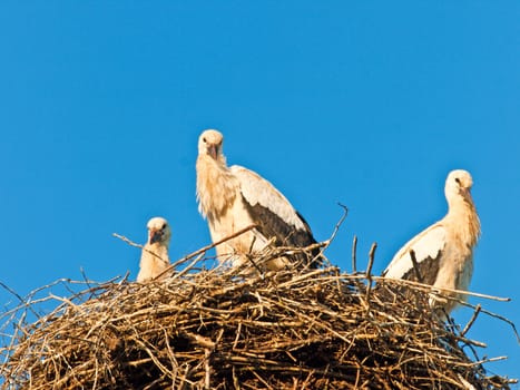 storks in a nest