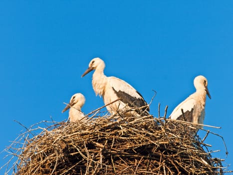storks in a nest