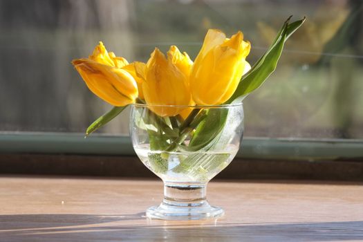Bouquet of the fresh tulips in vase of glass, against window.