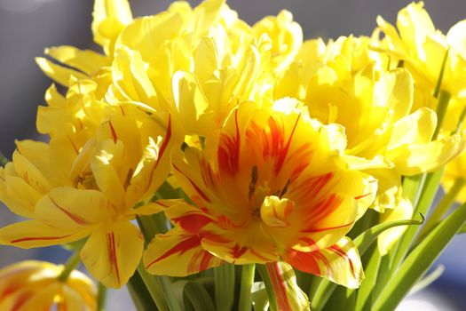 Bouquet of the fresh tulips in vase of glass, against window.