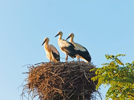 storks in a nest