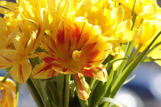 Bouquet of the fresh tulips in vase of glass, against window.