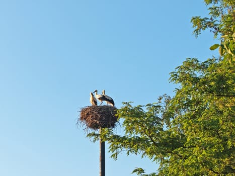 storks in a nest