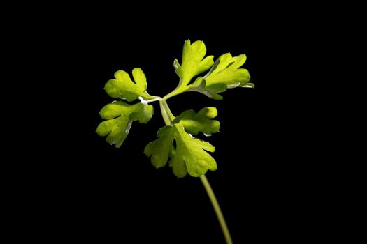 Fresh and tasty Parsley (Petroselinum crispum) isolated on black background