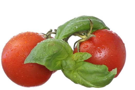 Fresh wet cherry-tomatoes and basil isolated on white background