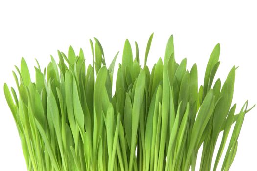 Green grass isolated on a white background