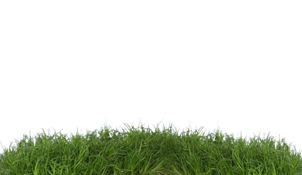 Green grass isolated on a white background