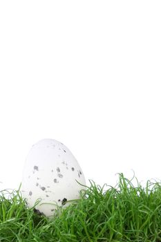 Birds egg on green grass isolated on white background