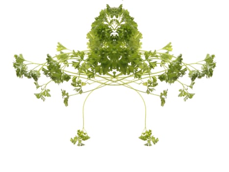 Fresh and tasty Parsley (Petroselinum crispum) isolated on white background