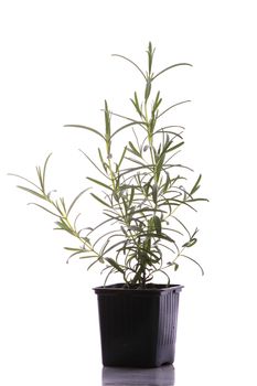 Fresh and healthy rosemary (rosmarinus officinalis) isolated on white background