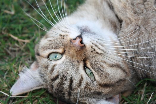 gray striped cat laying on the green grass