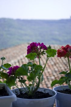 pelargonium flowers on a balcony with distance house and nature view