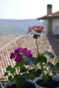 pelargonium flowers on a balcony with distance house and nature view
