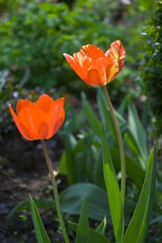 red tulips in green garden