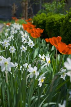 red tulips in green garden