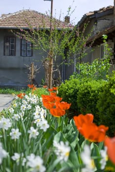 red tulips in green garden