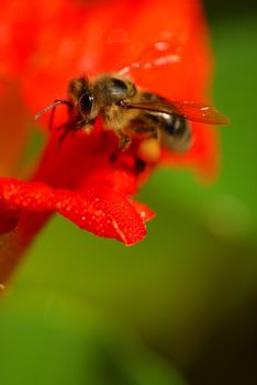 Bee working on nasturtium flower. Eye and wing of insect in focus.