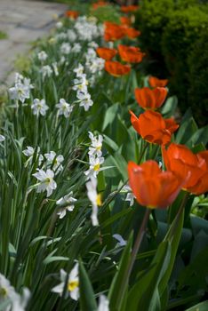 red tulips in green garden