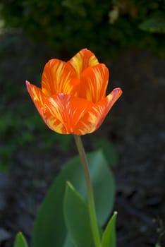 red and yellow tulip in green garden