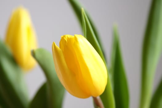 Yellow tulips