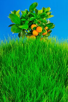Ripe oranges on top of grassy hill