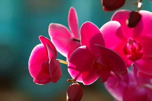 A close up shot of pink orchid
