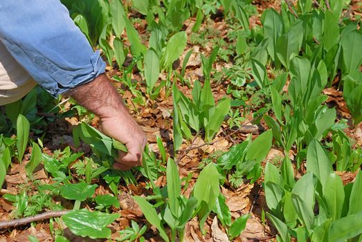 Man picking leaves of bear's garlic in the forest in spring.